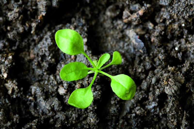 Shepherds Purse